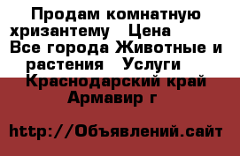 Продам комнатную хризантему › Цена ­ 250 - Все города Животные и растения » Услуги   . Краснодарский край,Армавир г.